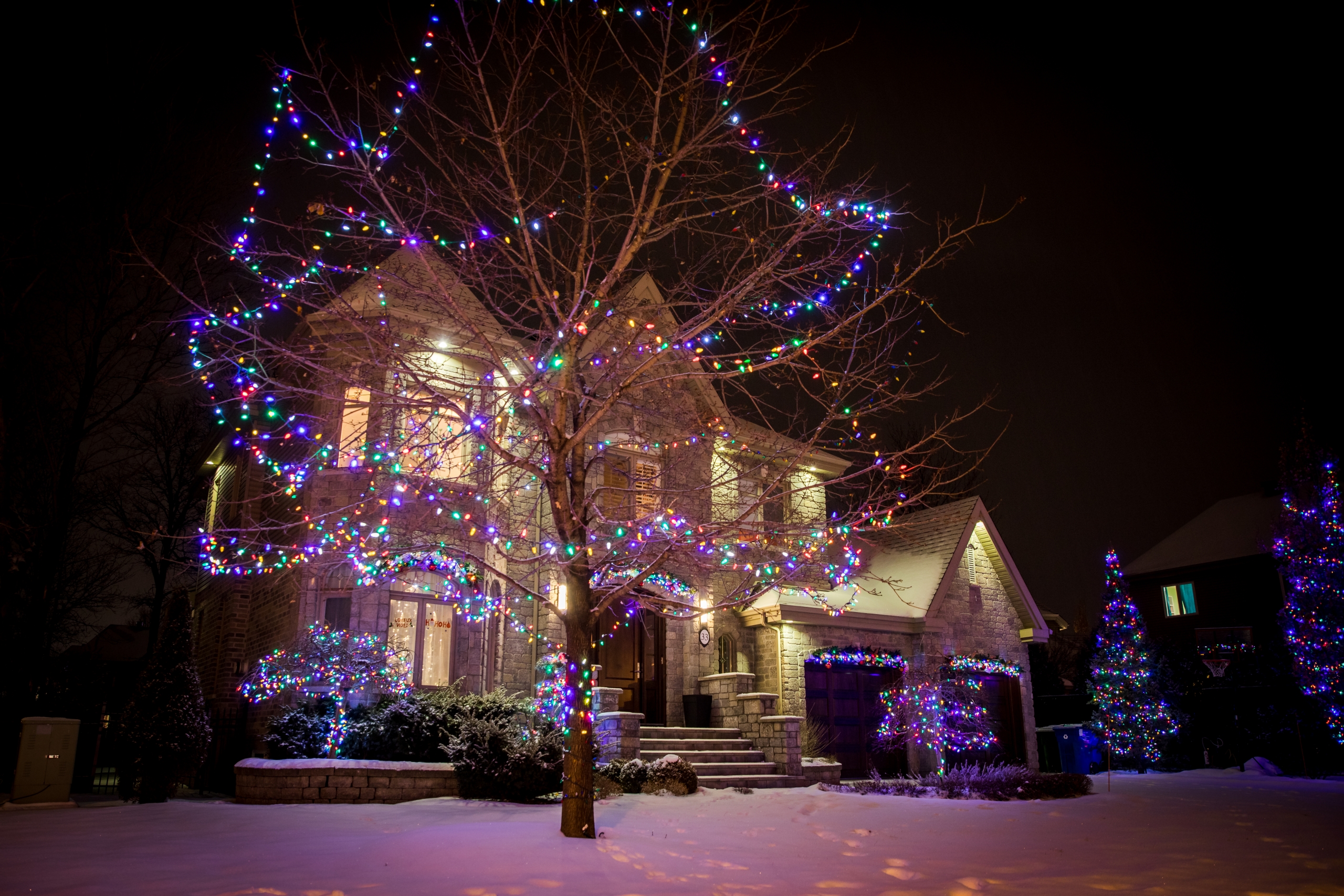 Le froid ne fait pas peur à ce chien!