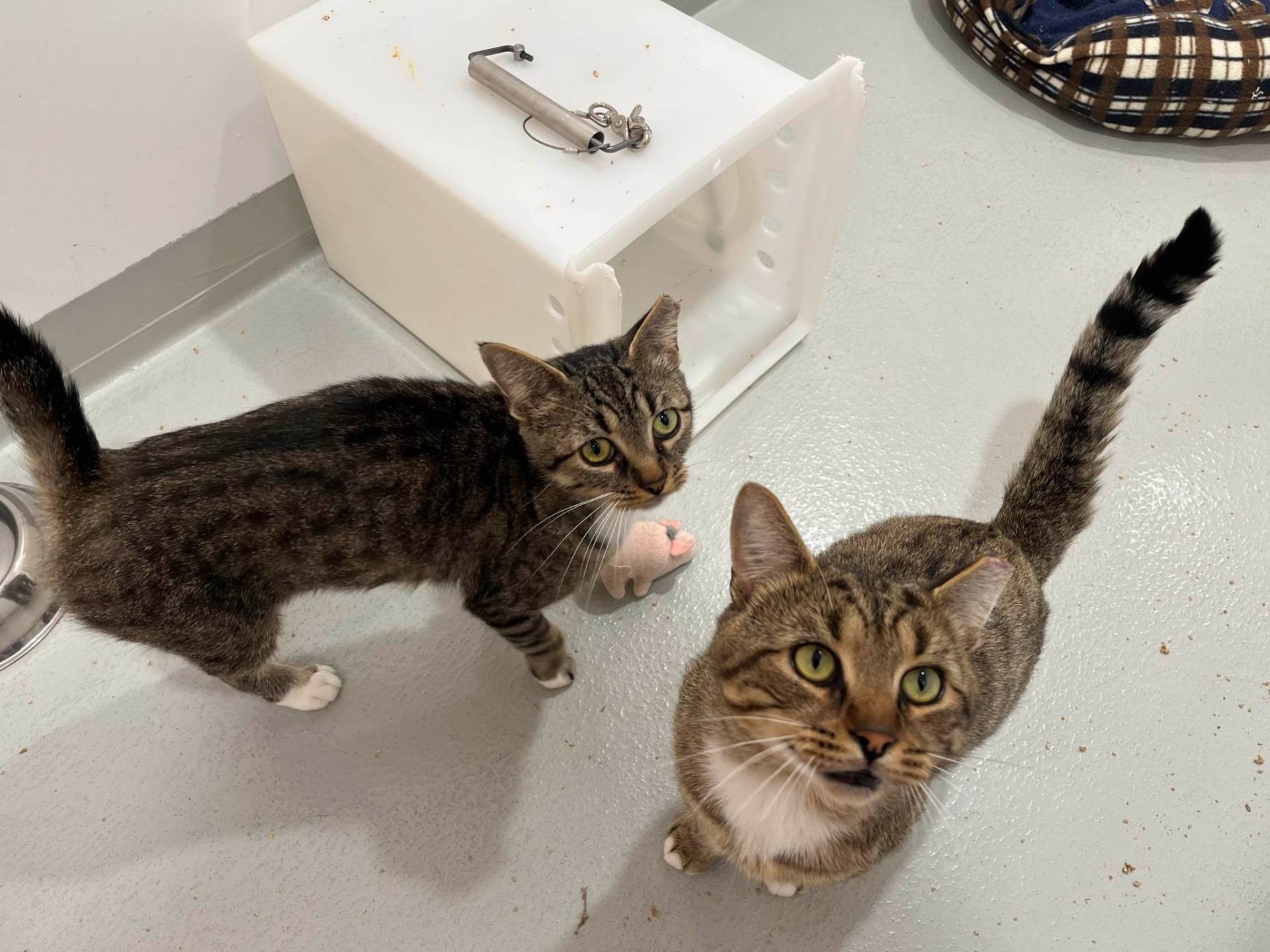 Le dauphin aime bien le Hula Hoop