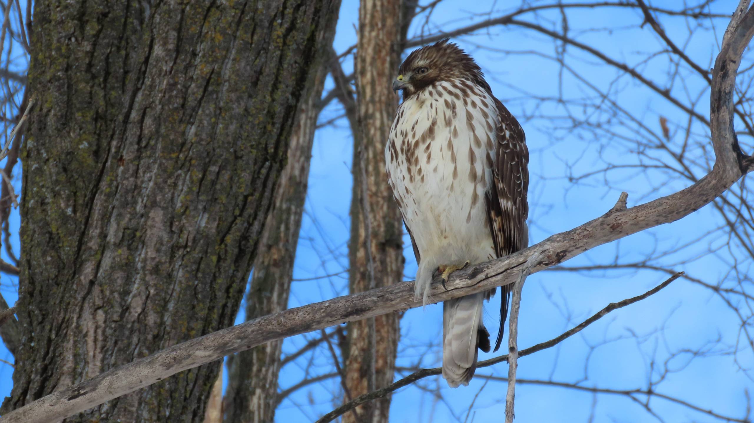 7 faits étonnants sur le Quartier des Spectacles