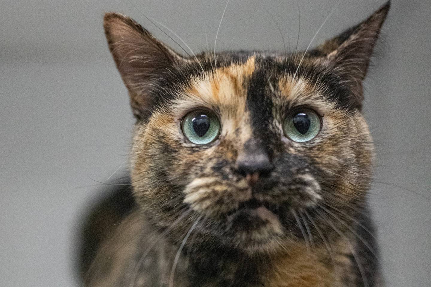 Gadget sans fil pour ramasser les pissenlits