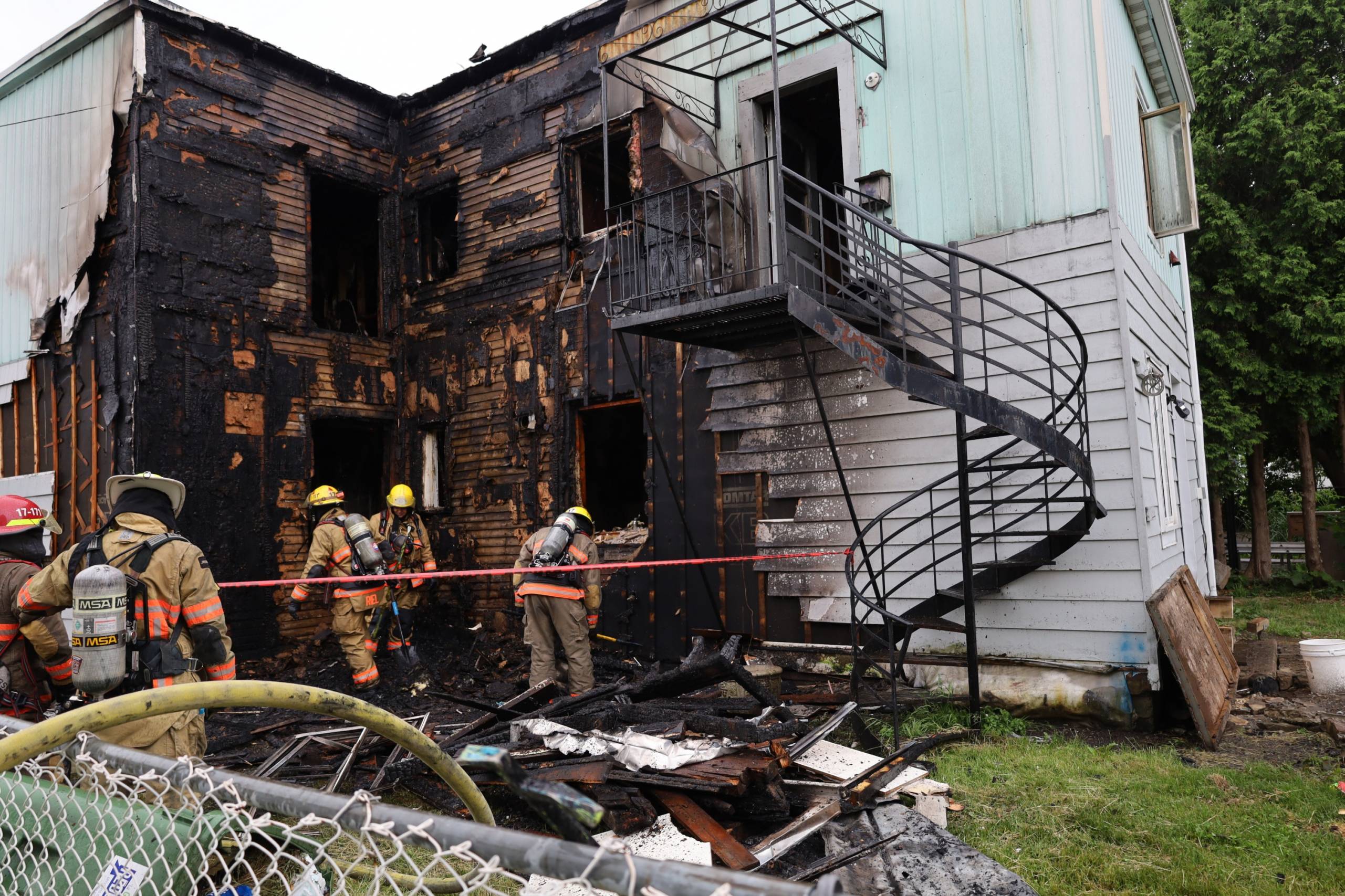 Un chien se transforme en tortue des sables
