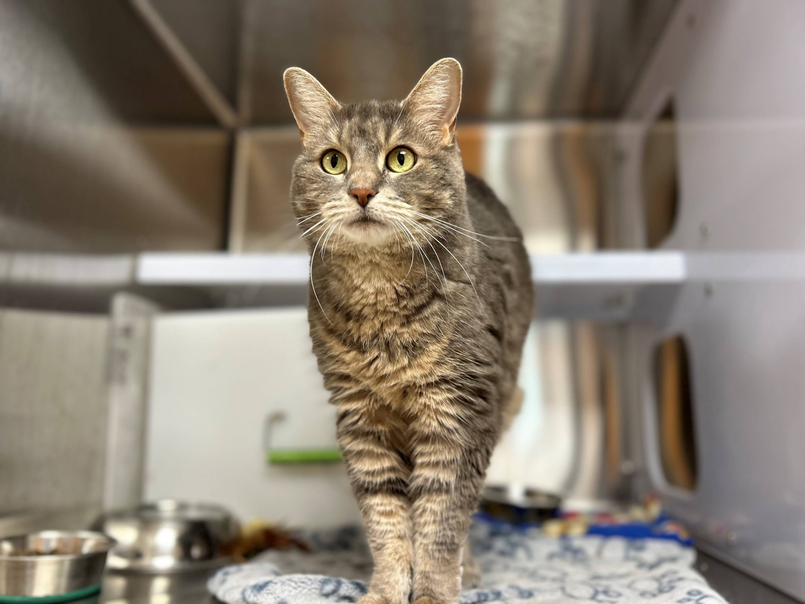 Voici comment on canne le sirop d’érable