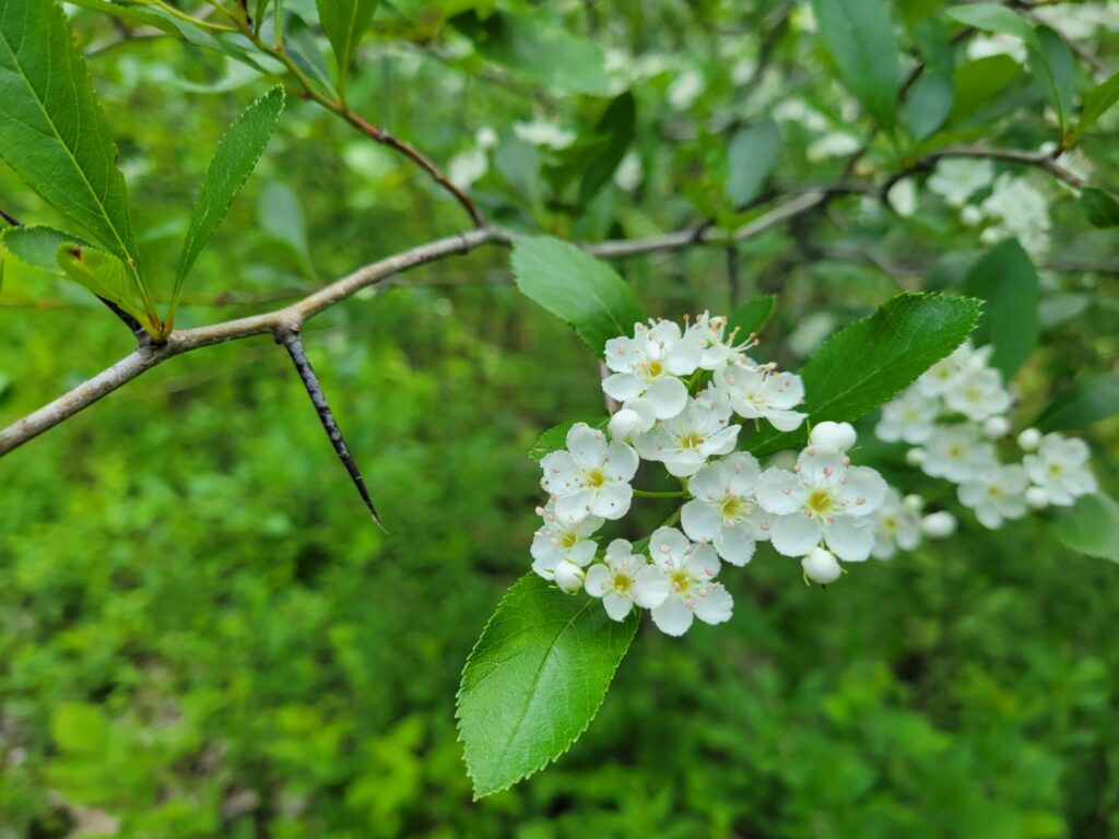 Corridor vert : un nouveau lot protégé par Héritage Saint-Bernard