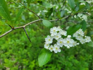 Corridor vert : un nouveau lot protégé par Héritage Saint-Bernard