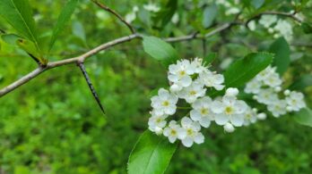Corridor vert : un nouveau lot protégé par Héritage Saint-Bernard