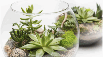 Quoi faire ce week-end sur la Rive-Sud?