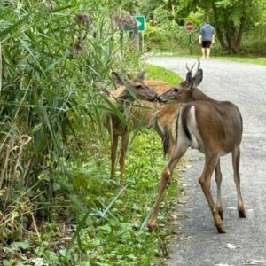 Prudence à l&rsquo;égard d&rsquo;animaux aux abords des routes