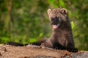 What to do when a fisher attacks a small mammal…