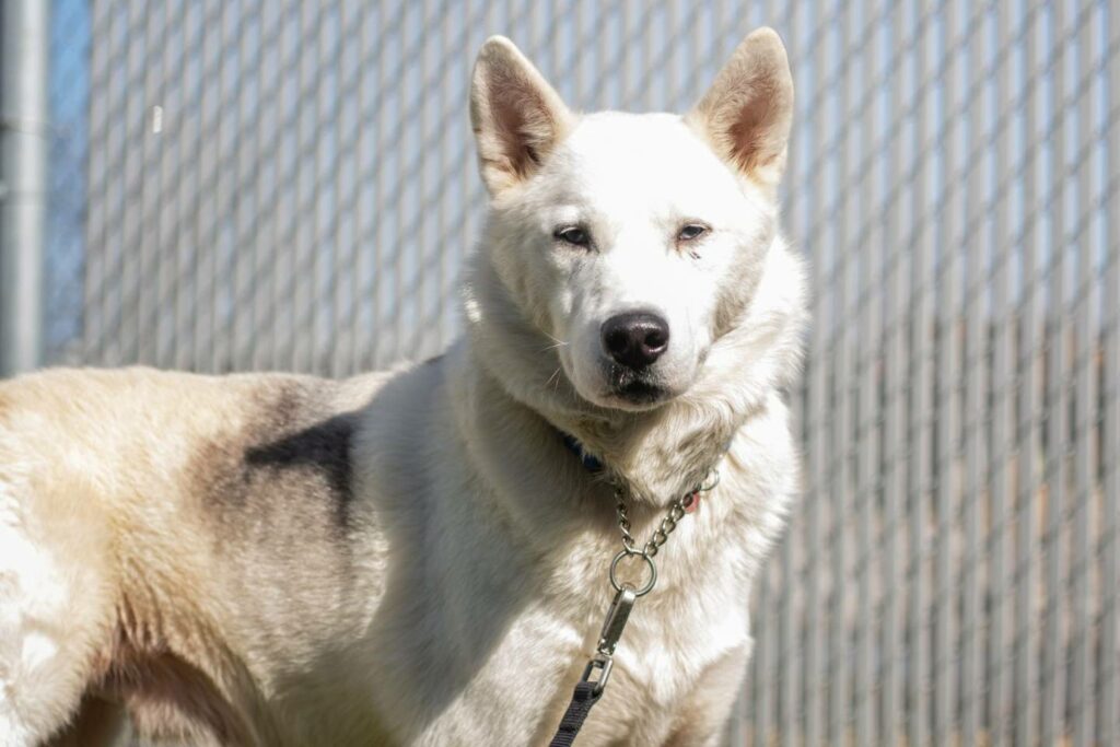 Lutte contre la rage du raton laveur en Montérégie