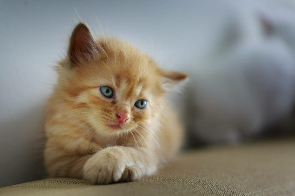7 mythes sur les animaux domestiques qui ont la vie dure