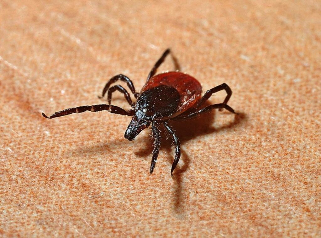 Maladie de Lyme : toute la Montérégie est maintenant dans une zone endémique