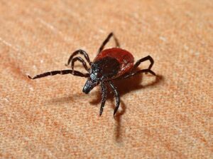 Maladie de Lyme : toute la Montérégie est maintenant dans une zone endémique