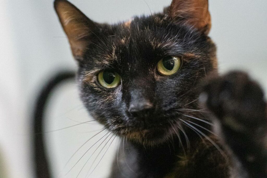 Summer, la vedette de la semaine