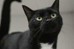 Lady, la vedette de la semaine