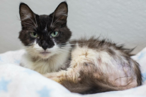 Miss Flea, la vedette de la semaine