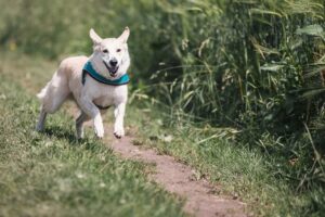 CHRONIQUE – Comment enrichir le quotidien de mon animal ?