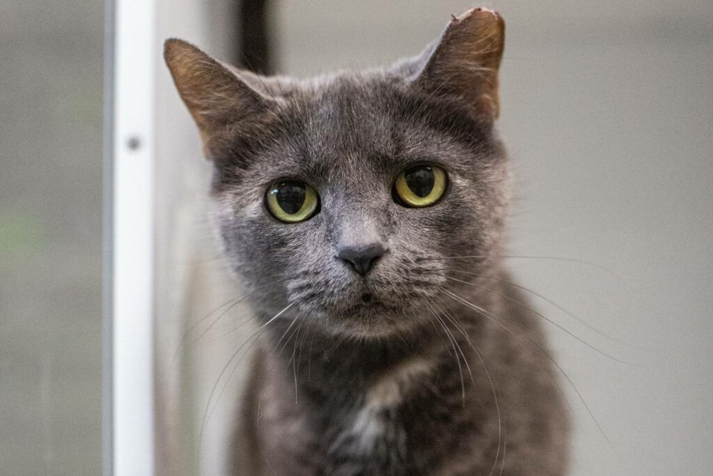 Binx, la vedette de la semaine