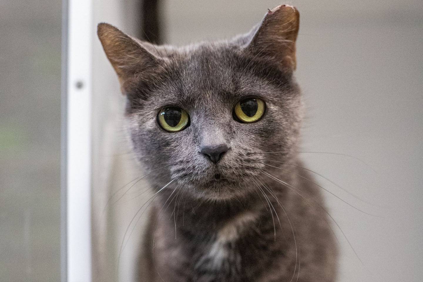 Binx, la vedette de la semaine