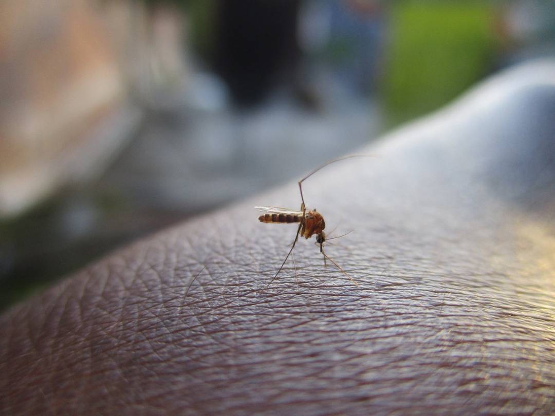 Virus du Nil : comment se protéger