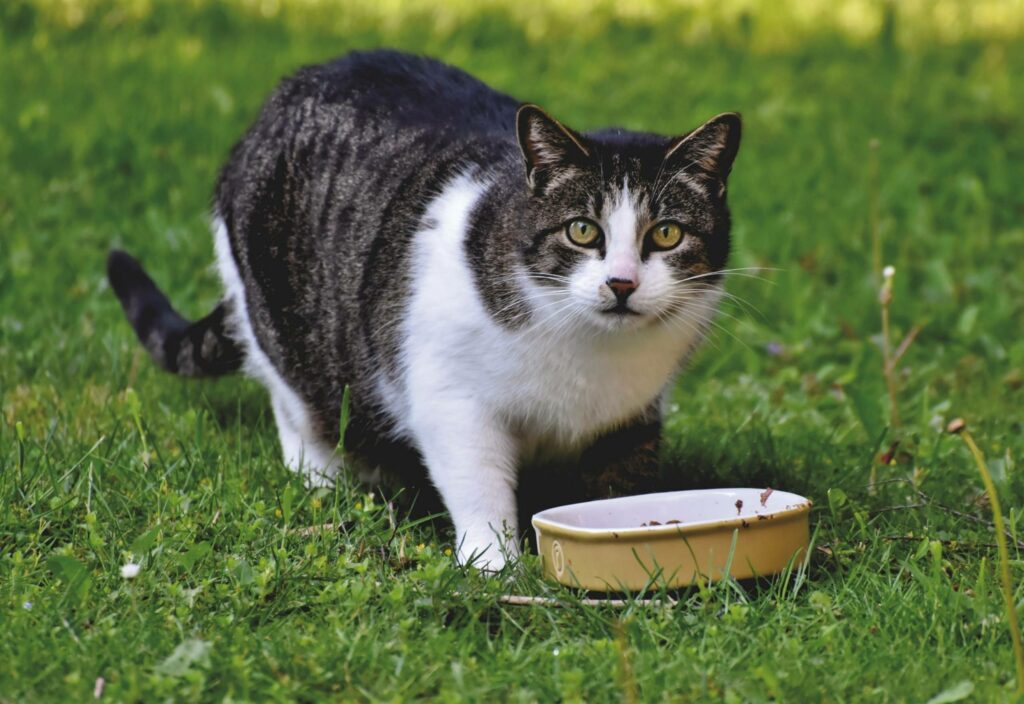 CHRONIQUE – Les dangers de l’obésité chez les animaux