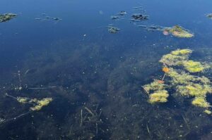 Plus de 10 M$ pour lutter contre les espèces envahissantes dans le fleuve