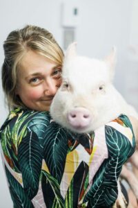 Un cochon en fuite à Châteauguay