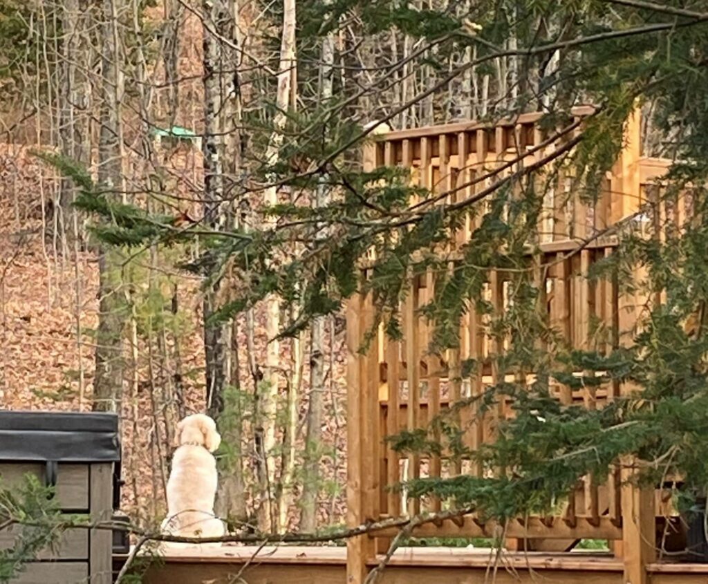 Billet d’humeur : Chien heureux, maître heureux