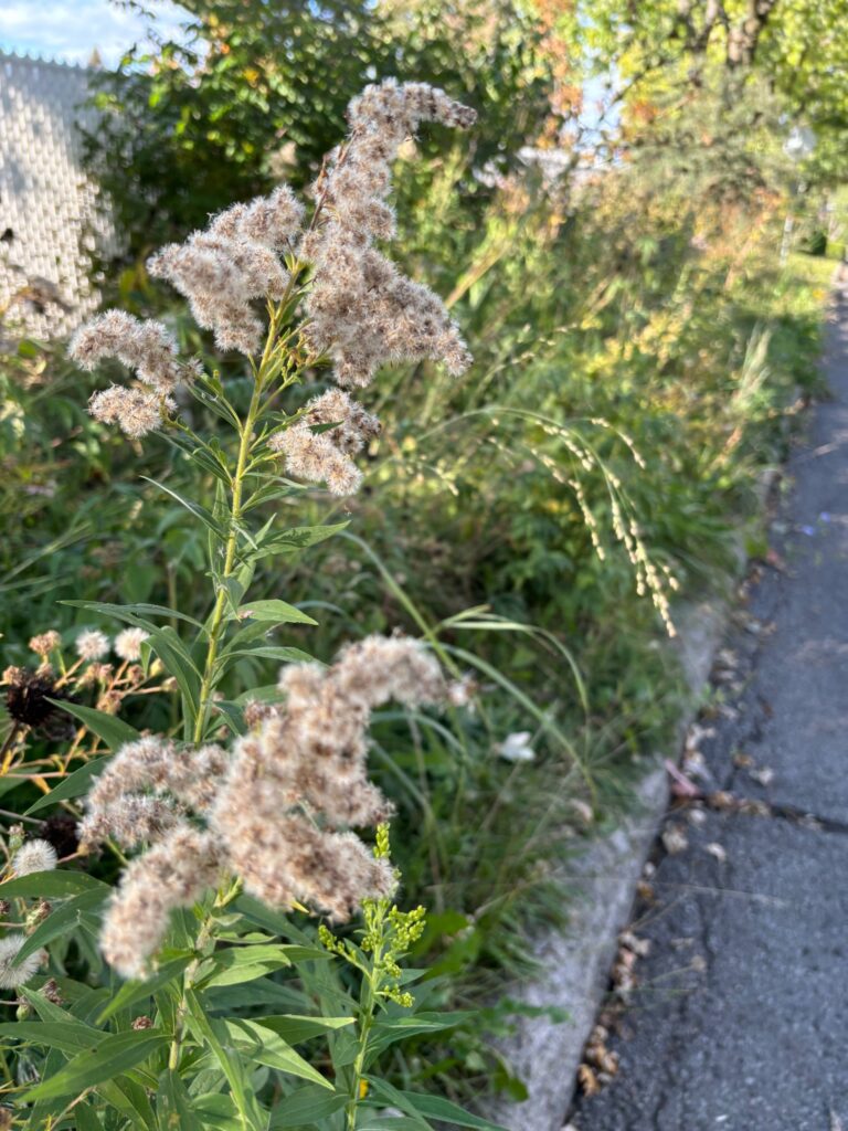 Emprise fleurie à Châteauguay : suivre le règlement municipal ou la Loi sur les espèces en péril ?
