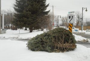 Collecte de sapins à Châteauguay
