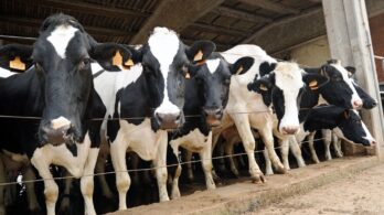 Alimentation animale : quels leviers pour réduire l’impact environnemental ?