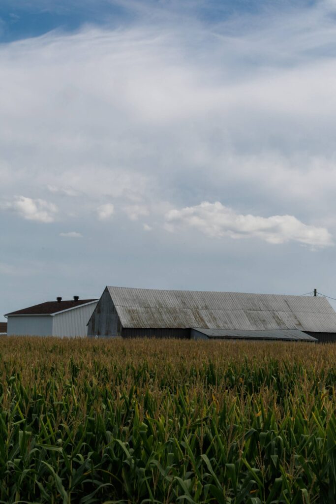 Moins d’eau pour des légumes sains