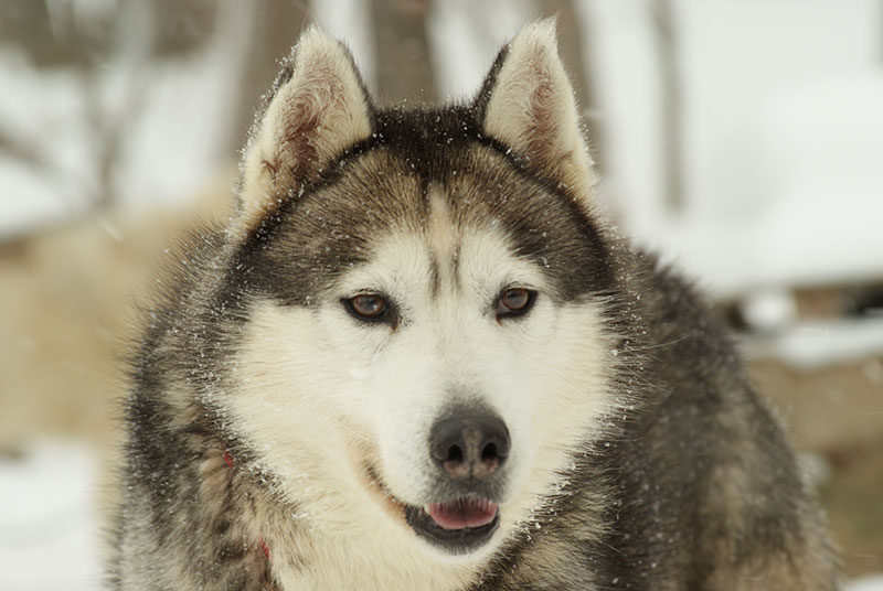 5 questions à un meneur de chiens de traîneau