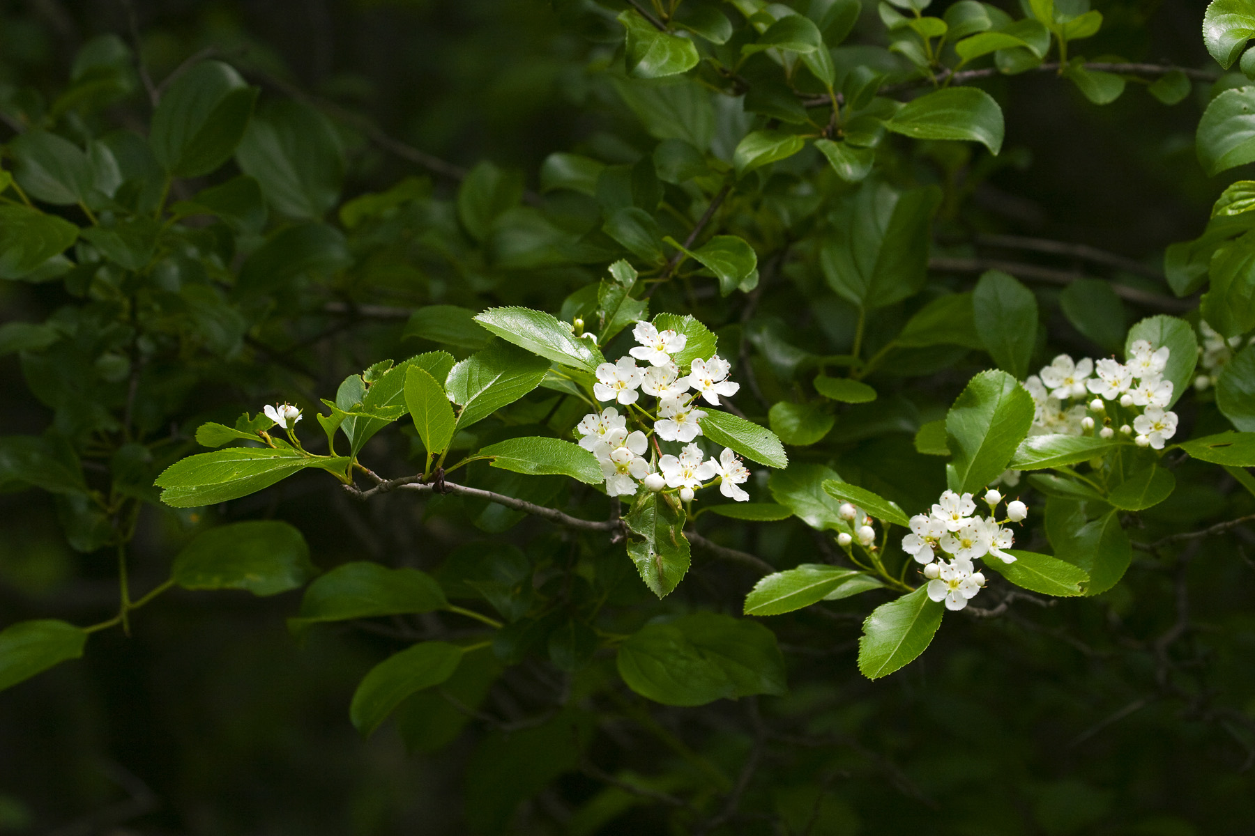 Un projet de développement résidentiel sous surveillance ministérielle