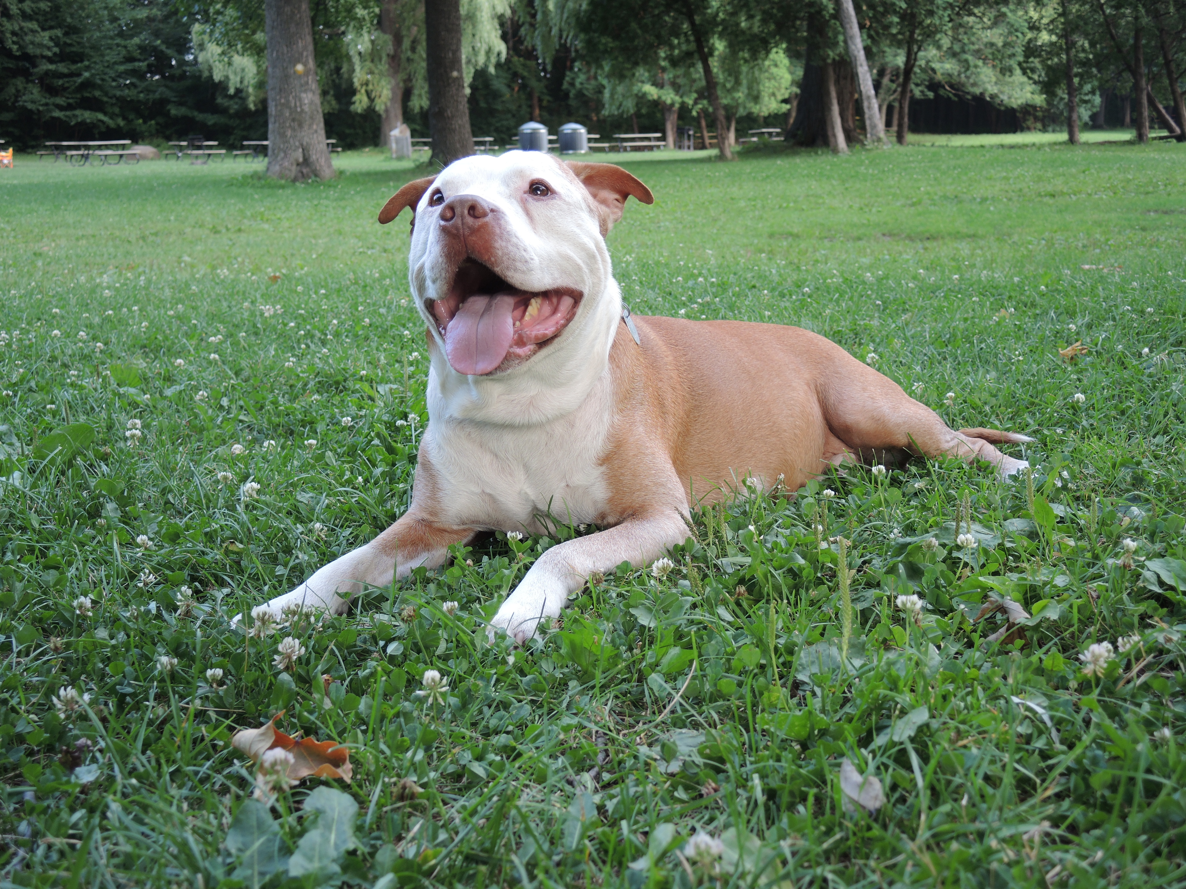 Image illustrant l'article: Règlement sur les pitbulls toujours à l’étude