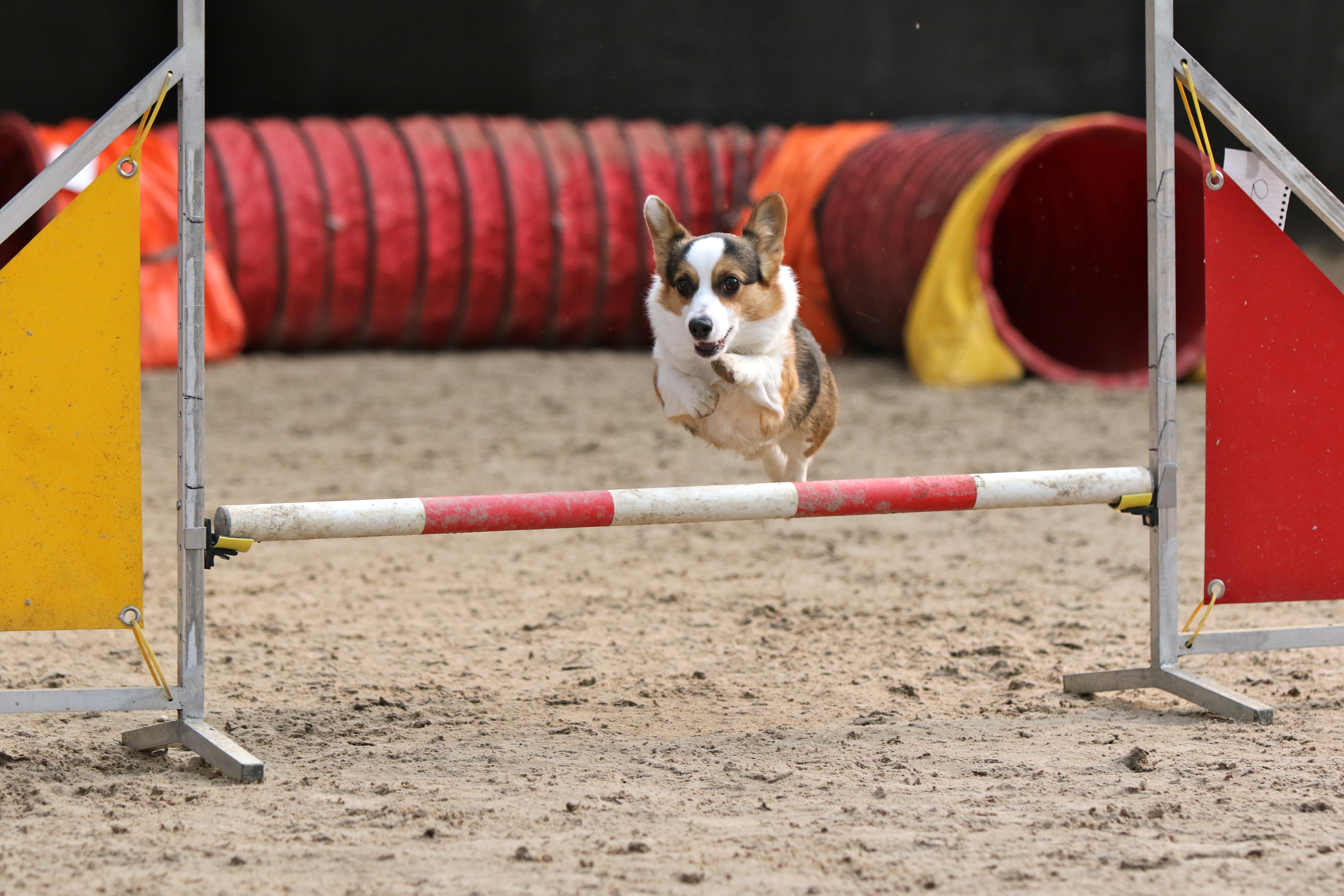 Image illustrant l'article: Maya Celuch et Milly dans le top 10 au championnat du monde d'agilité canine