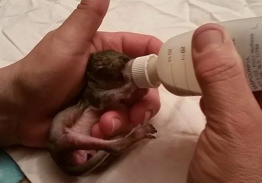 Image illustrant l'article: Timmy, l'écureuil