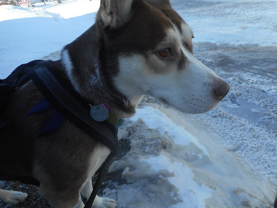 Les licences pour chiens ne seront pas vendues aux portes des maisons