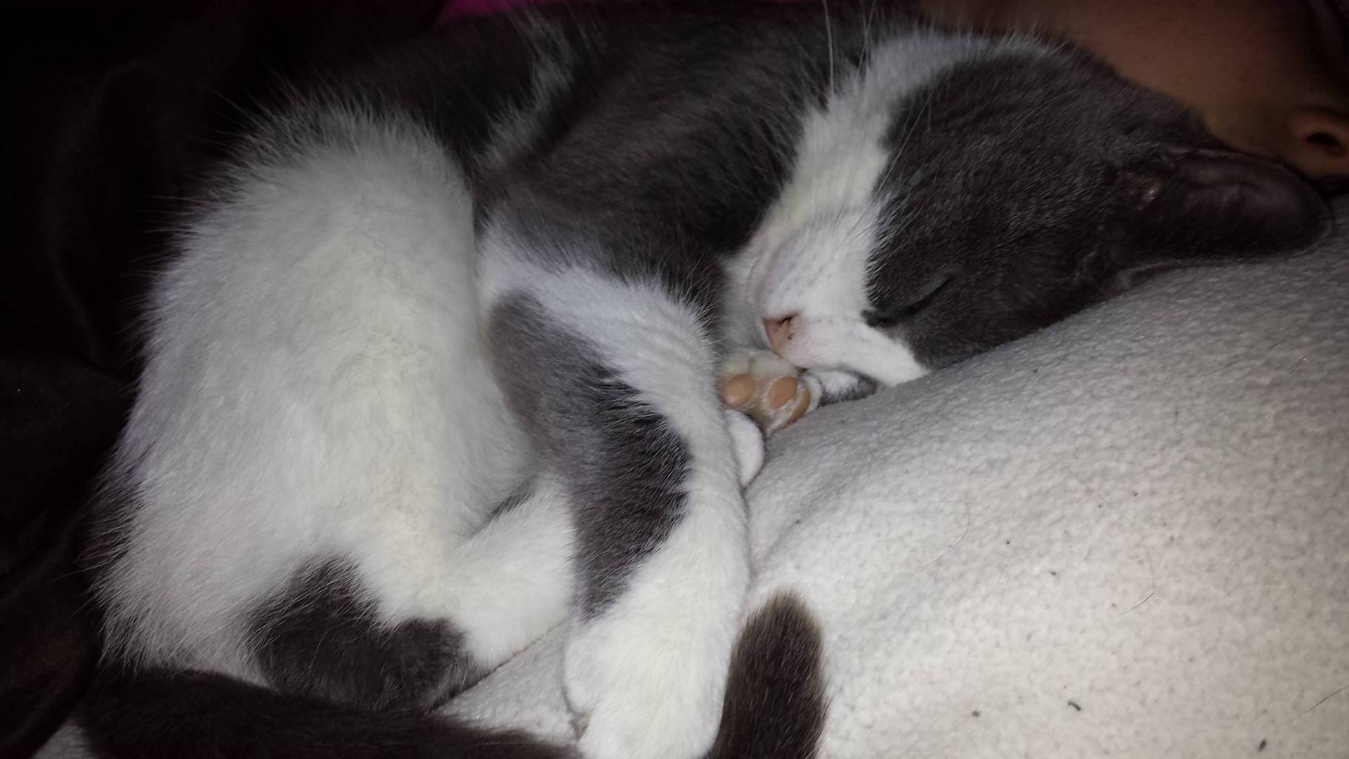 Image illustrant l'article: Des chats portés disparus