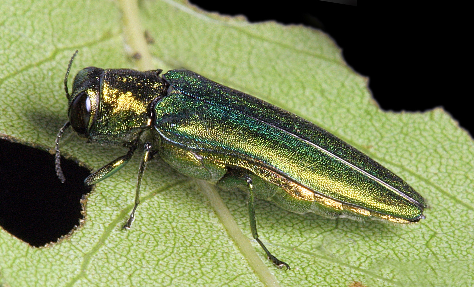 Image illustrant l'article: Cette compagnie n’est pas mandatée par la Ville