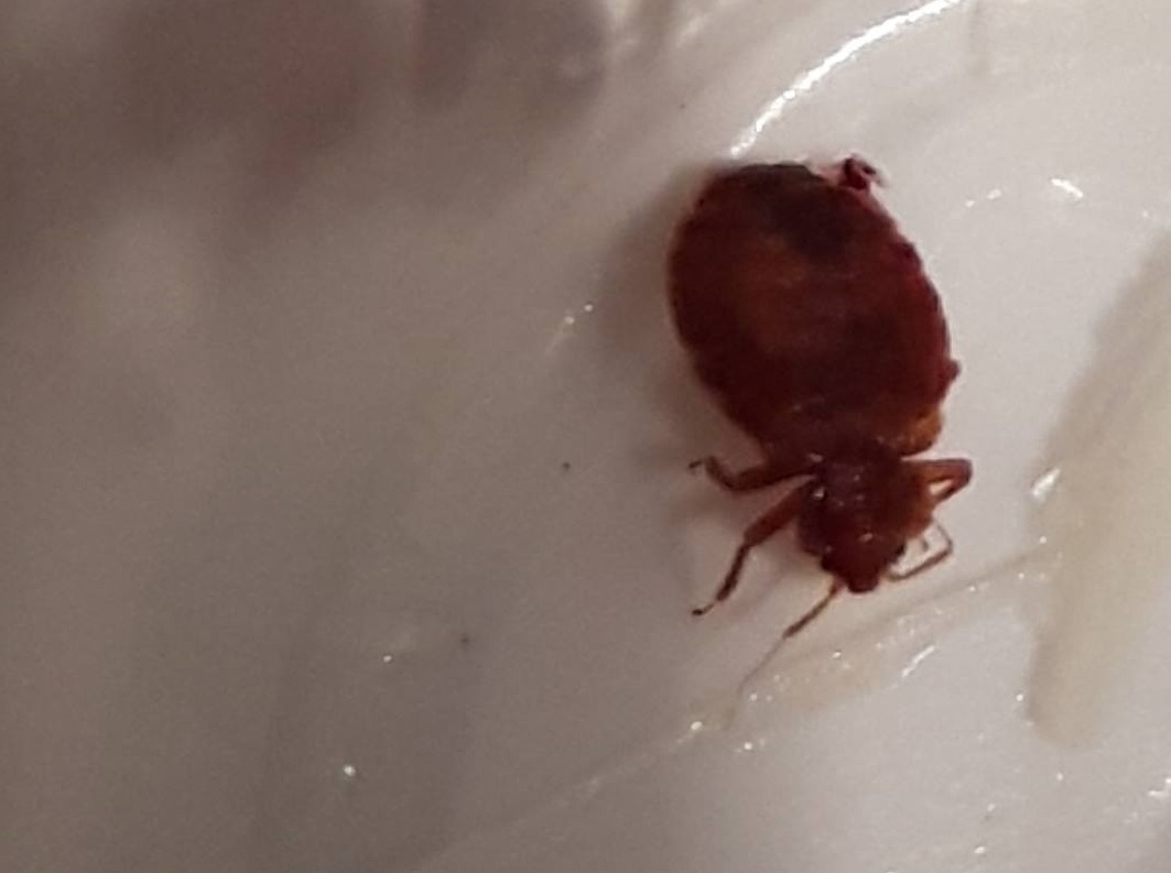 Image illustrant l'article: Des punaises de lit infernales et tenaces dans un immeuble à Châteauguay