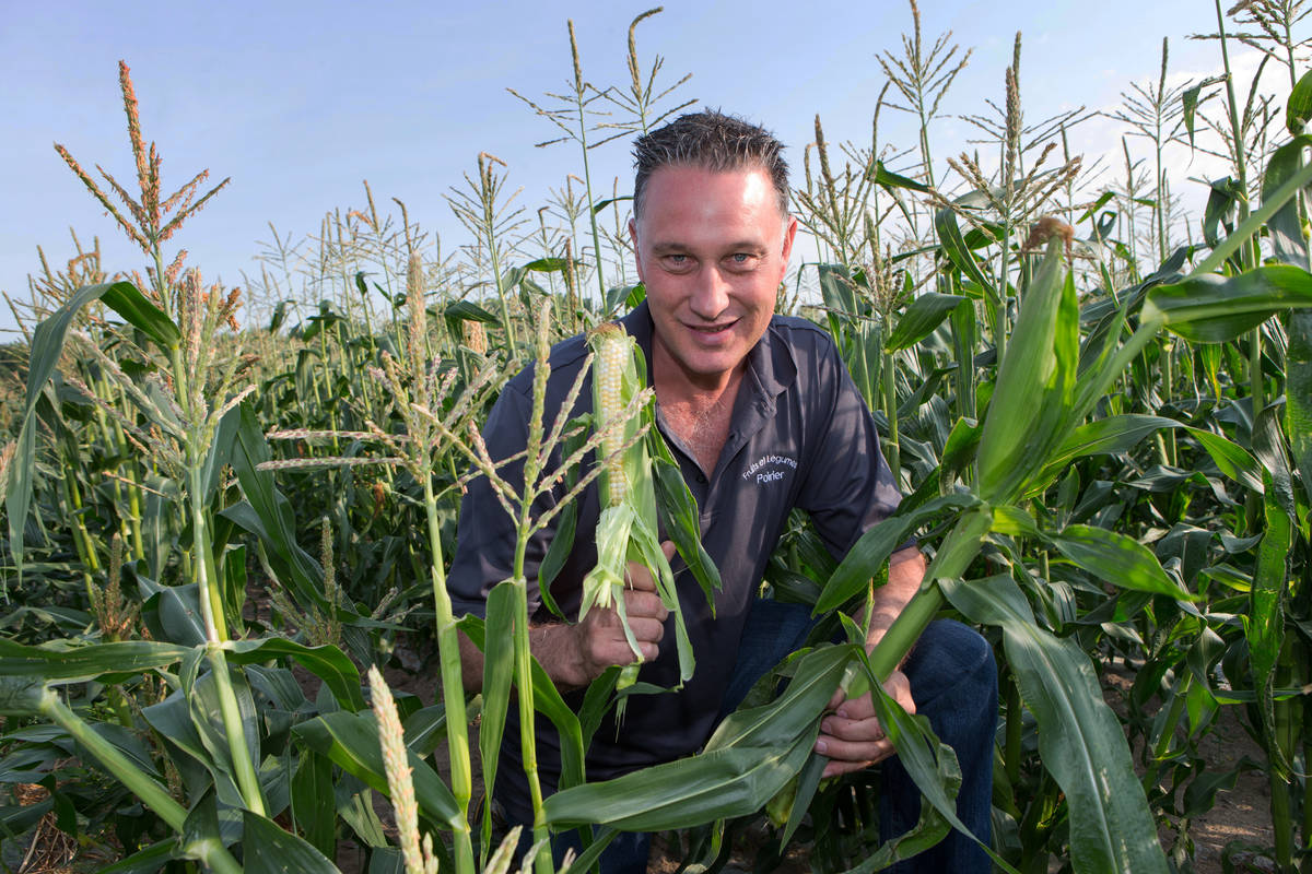 Image illustrant l'article: Un fermier de Mercier récolte et vend du maïs depuis le 1er juillet