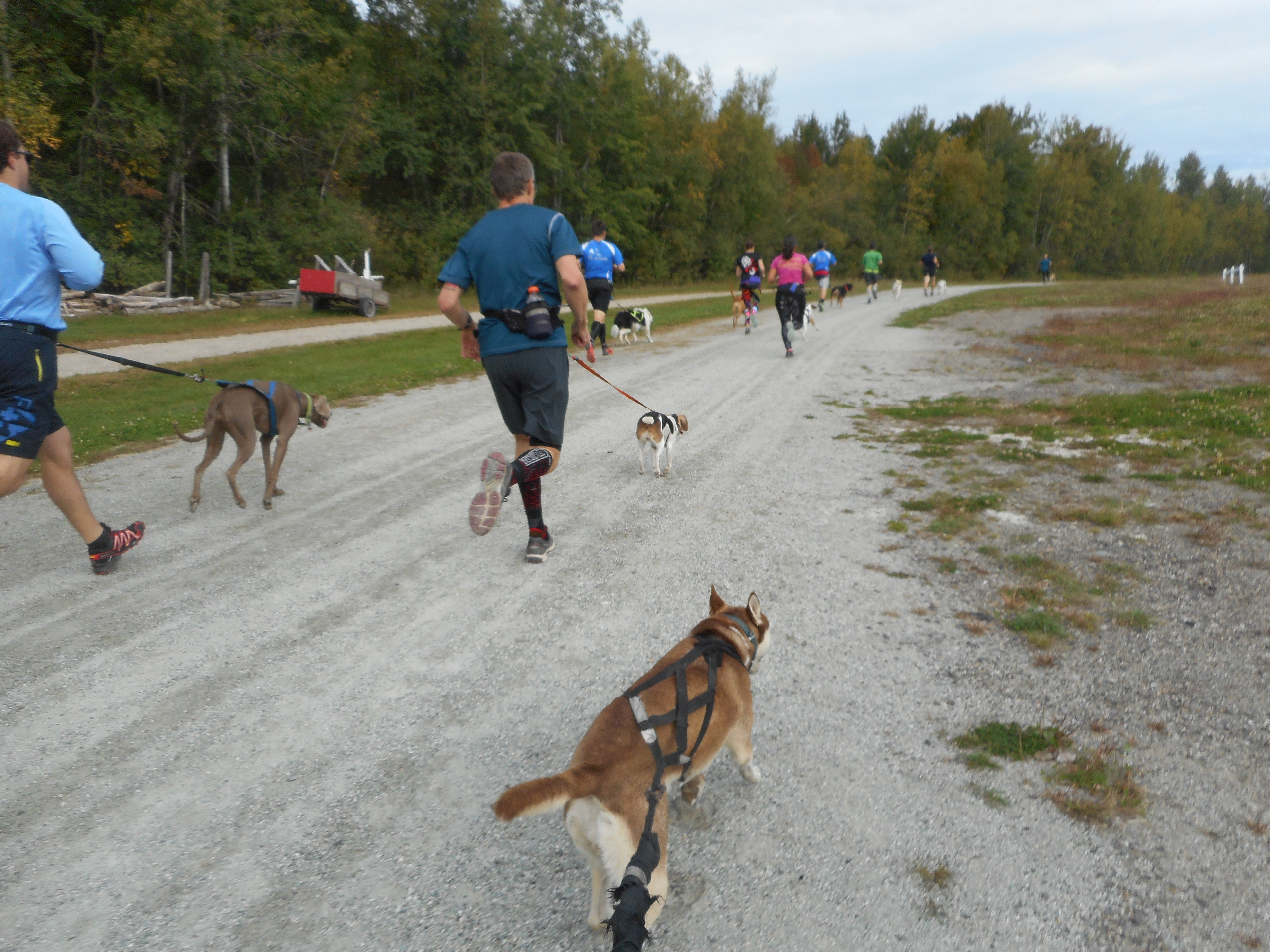 Courir avec un chien