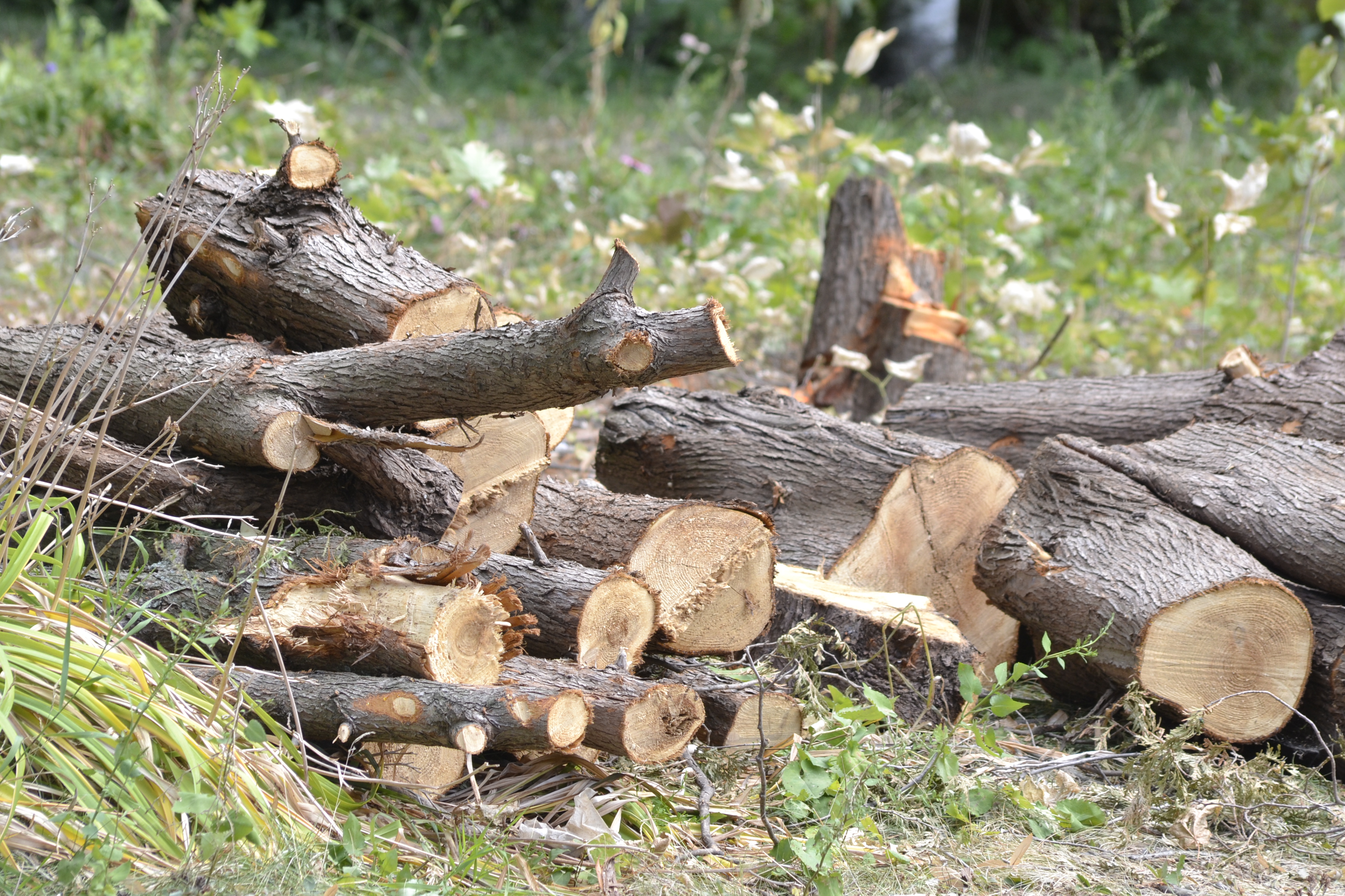 Image illustrant l'article: Consternés par l’abattage de 27 arbres à Châteauguay