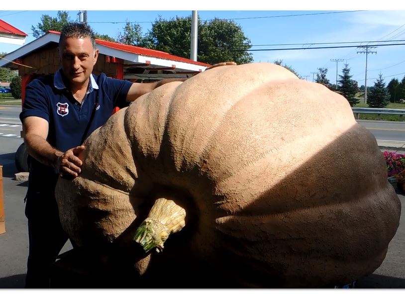 Une citrouille de 1250 livres