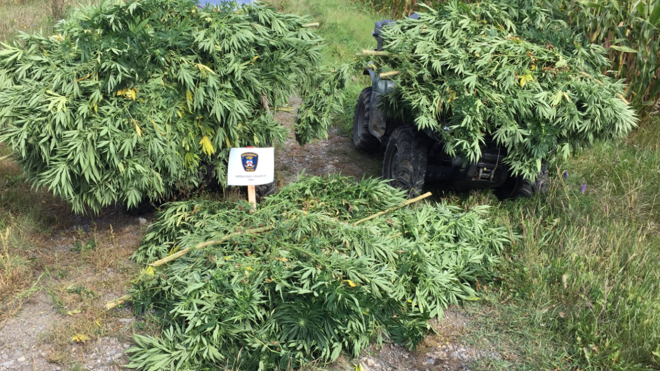 Image illustrant l'article: La police de Châteauguay récolte du cannabis