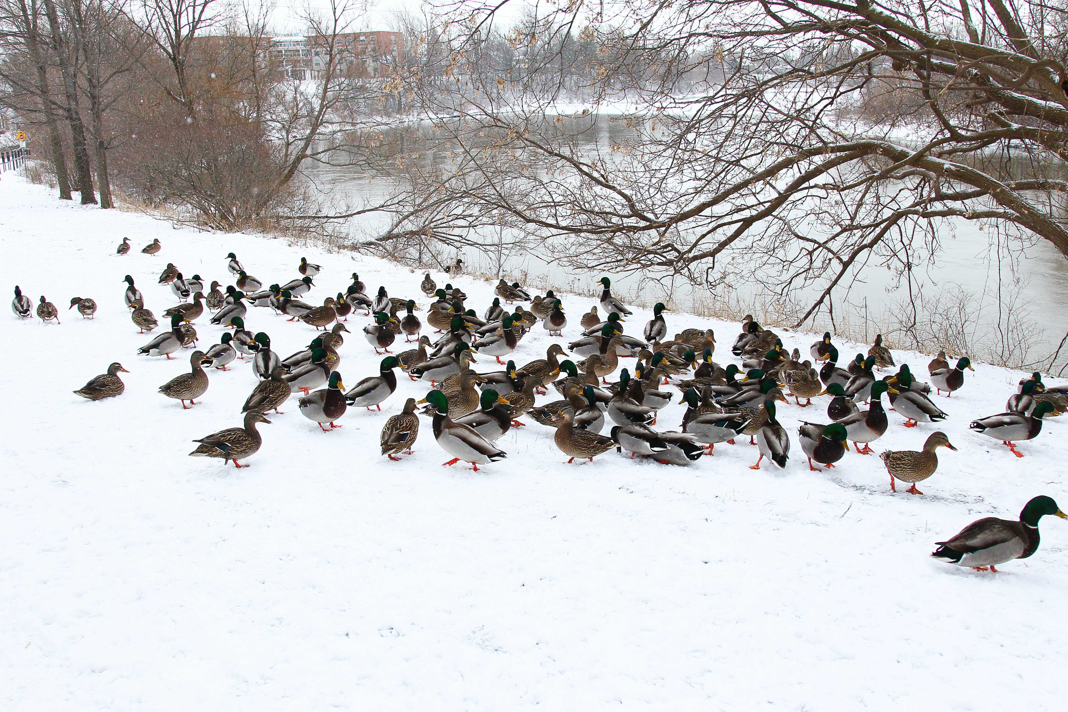 Il est déconseillé de nourrir les canards
