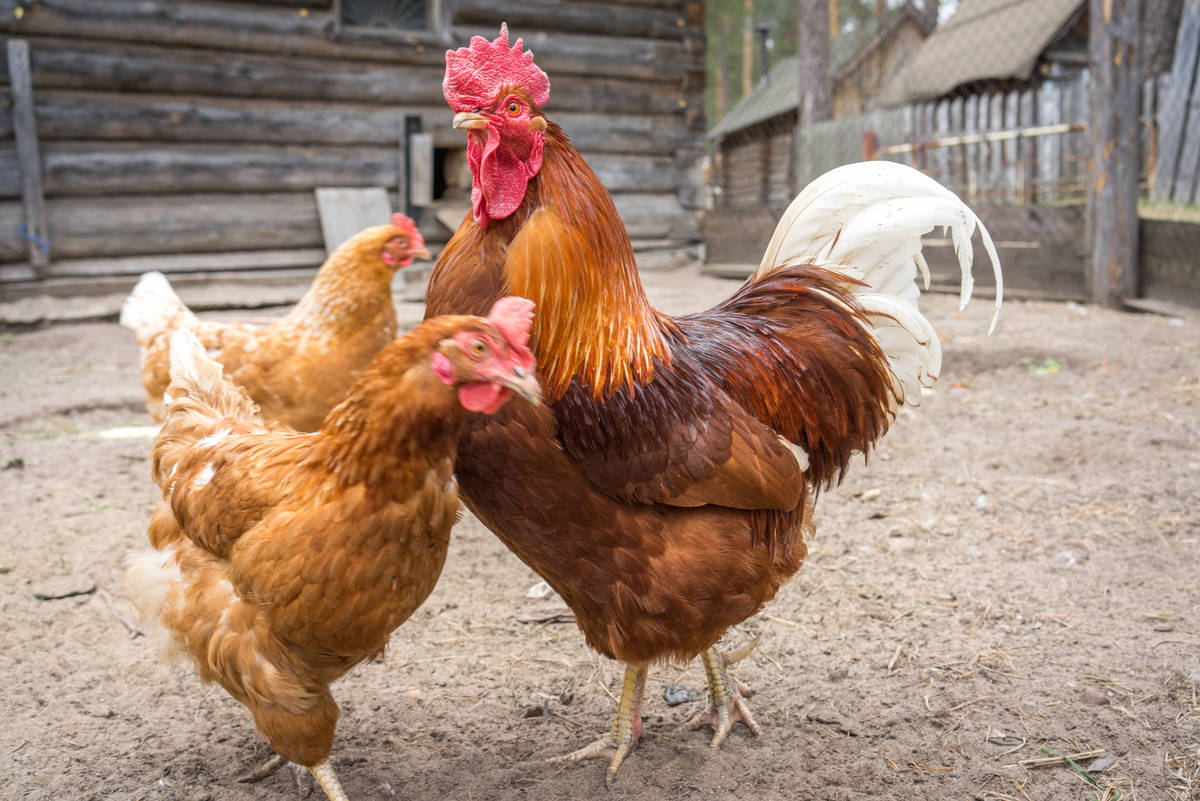 Les résidents de Beauharnois pourront élever des poules