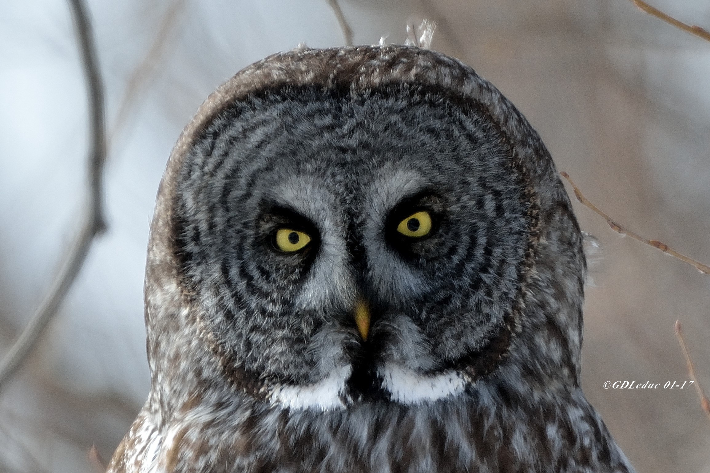 Image illustrant l'article: Rendez-vous chouettes à Châteauguay