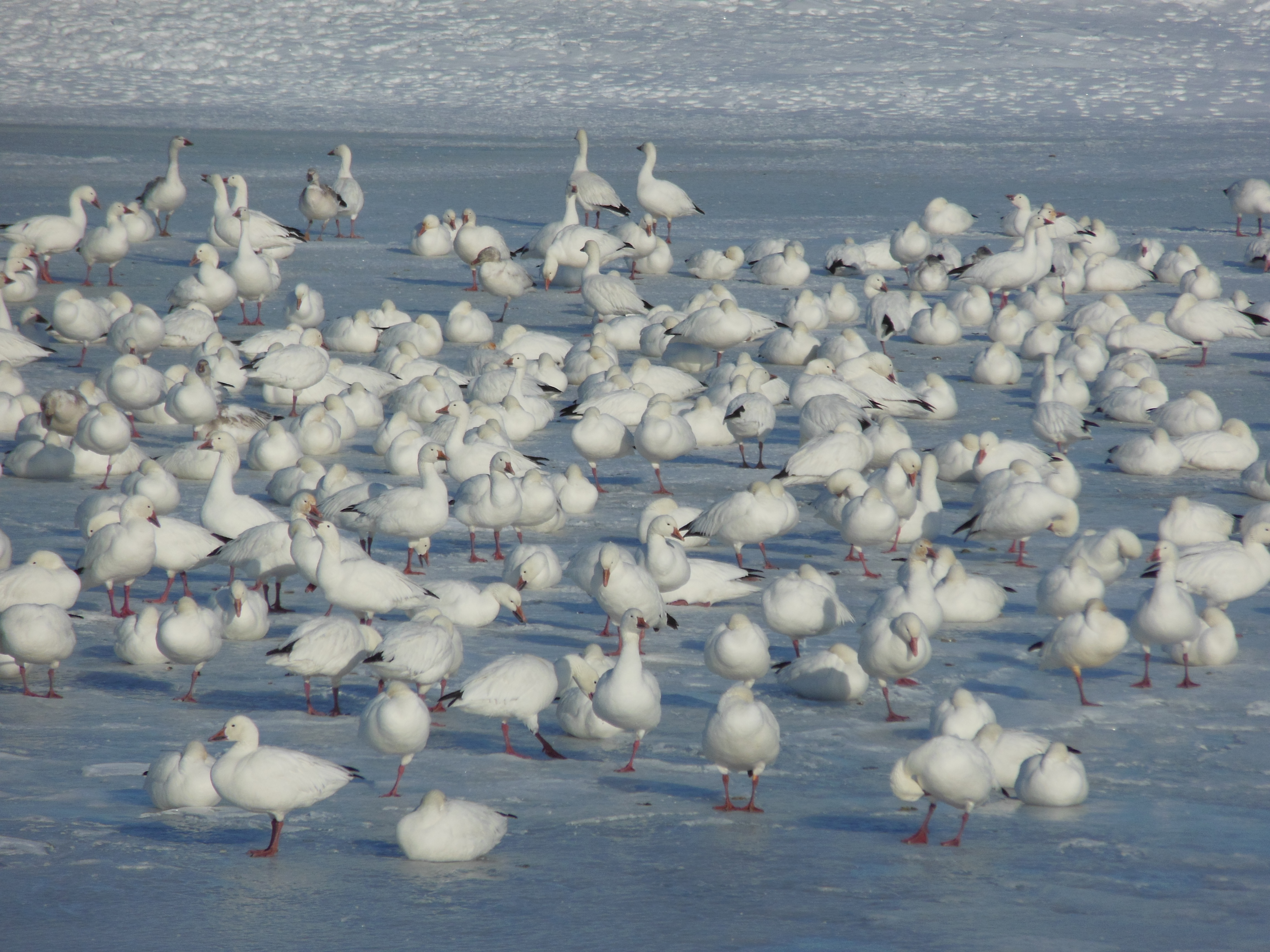 Grandes Oies des neiges par milliers à Sainte-Martine