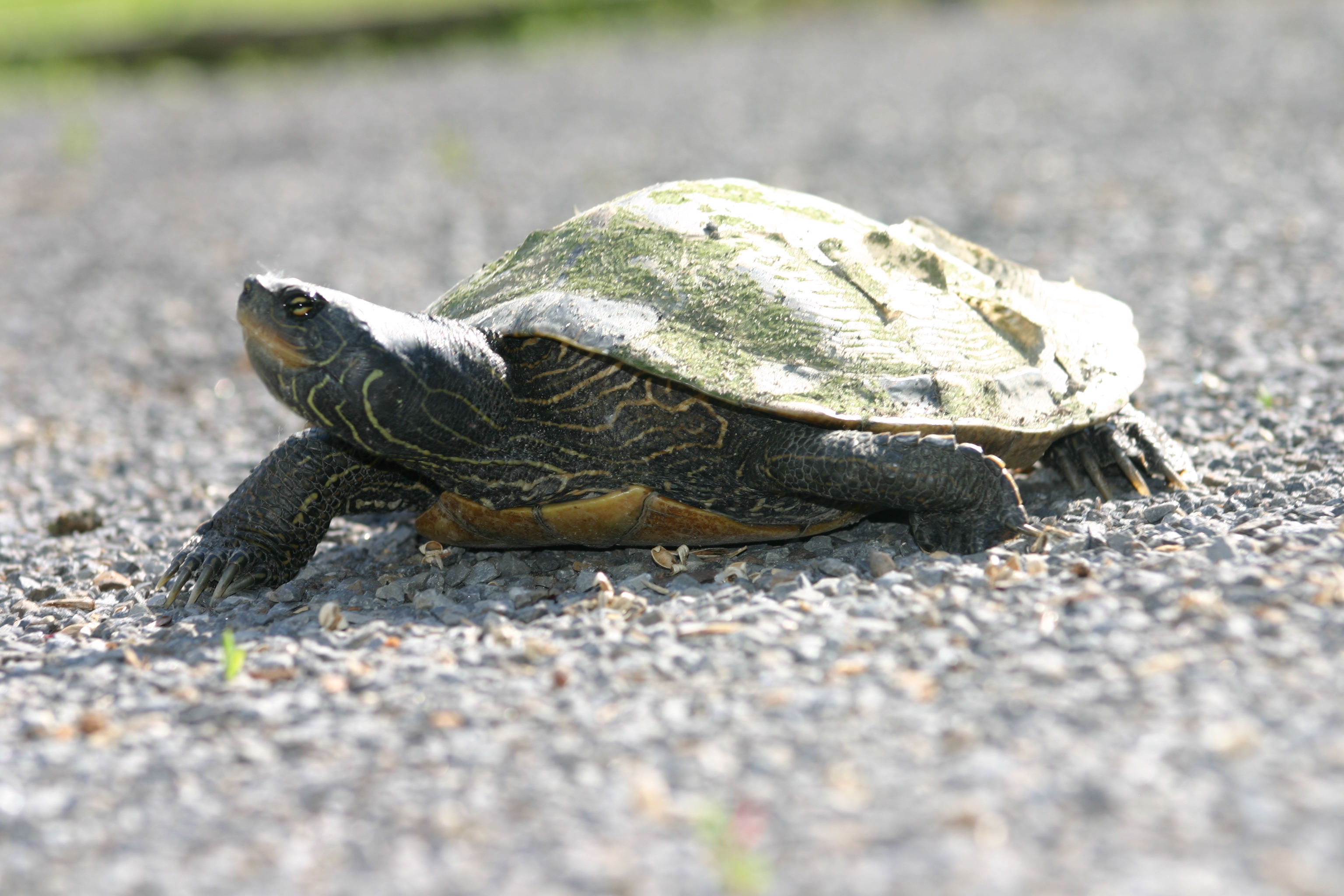 Veille d&rsquo;orages violents : faudra peut-être rentrer vite à la maison